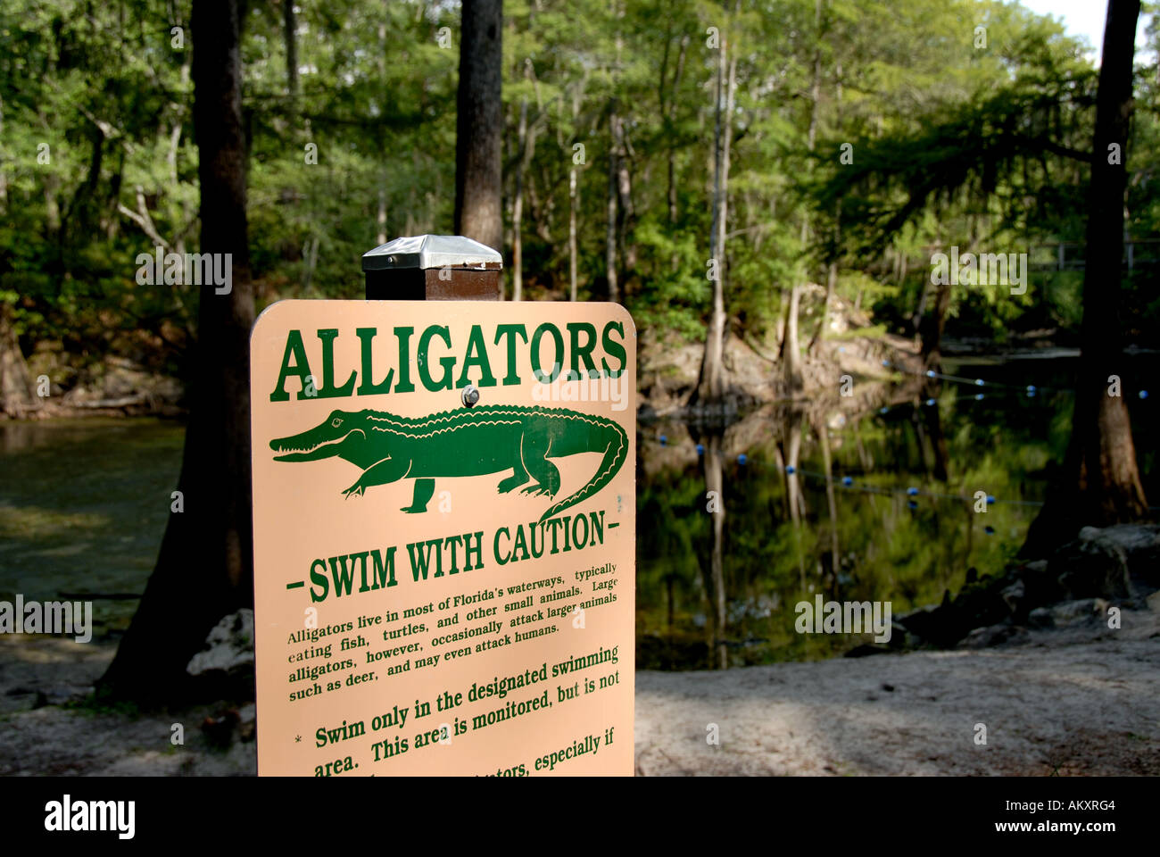 Florida alligator warning sign swim with cautiion Stock Photo