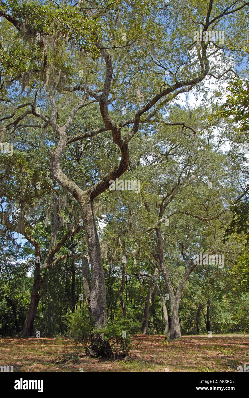 Florida Suwannee River Big Shoals State Park Stock Photo