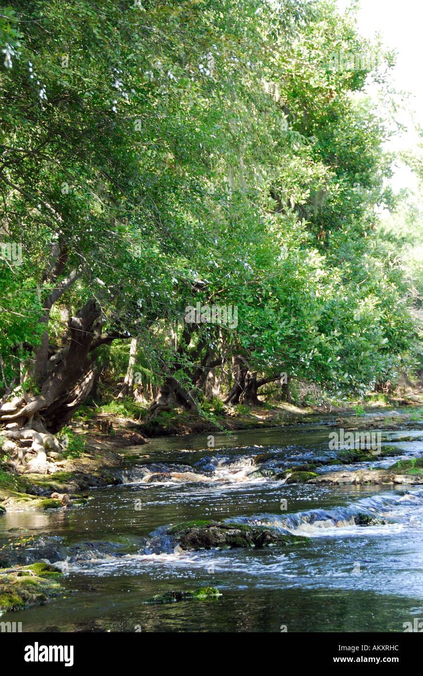 Florida Suwannee River Big Shoals State Park Rapids Stock Photo