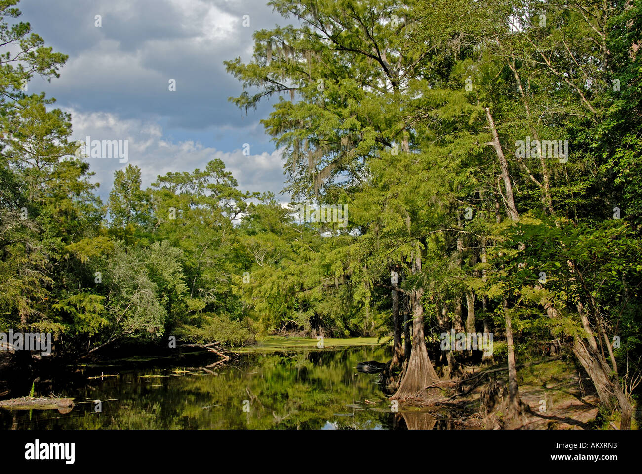 Florida Santa Fe River bald cypress trees Stock Photo