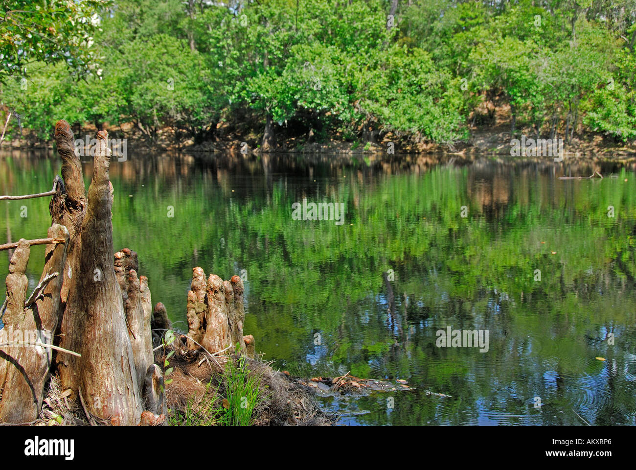 Florida Suwannee River bald cypress knees Stock Photo