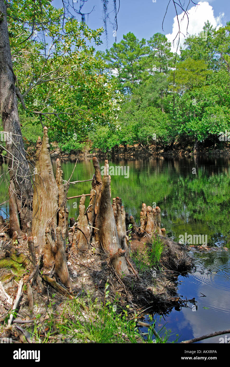 Florida Suwannee River bald cypress knees Stock Photo