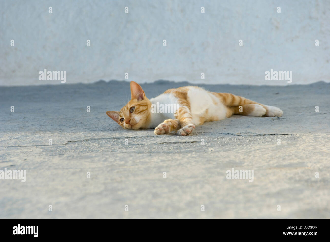 Redtabby cat, Oia, Santorini, Cyclades, Aegean Sea, Greece Stock Photo