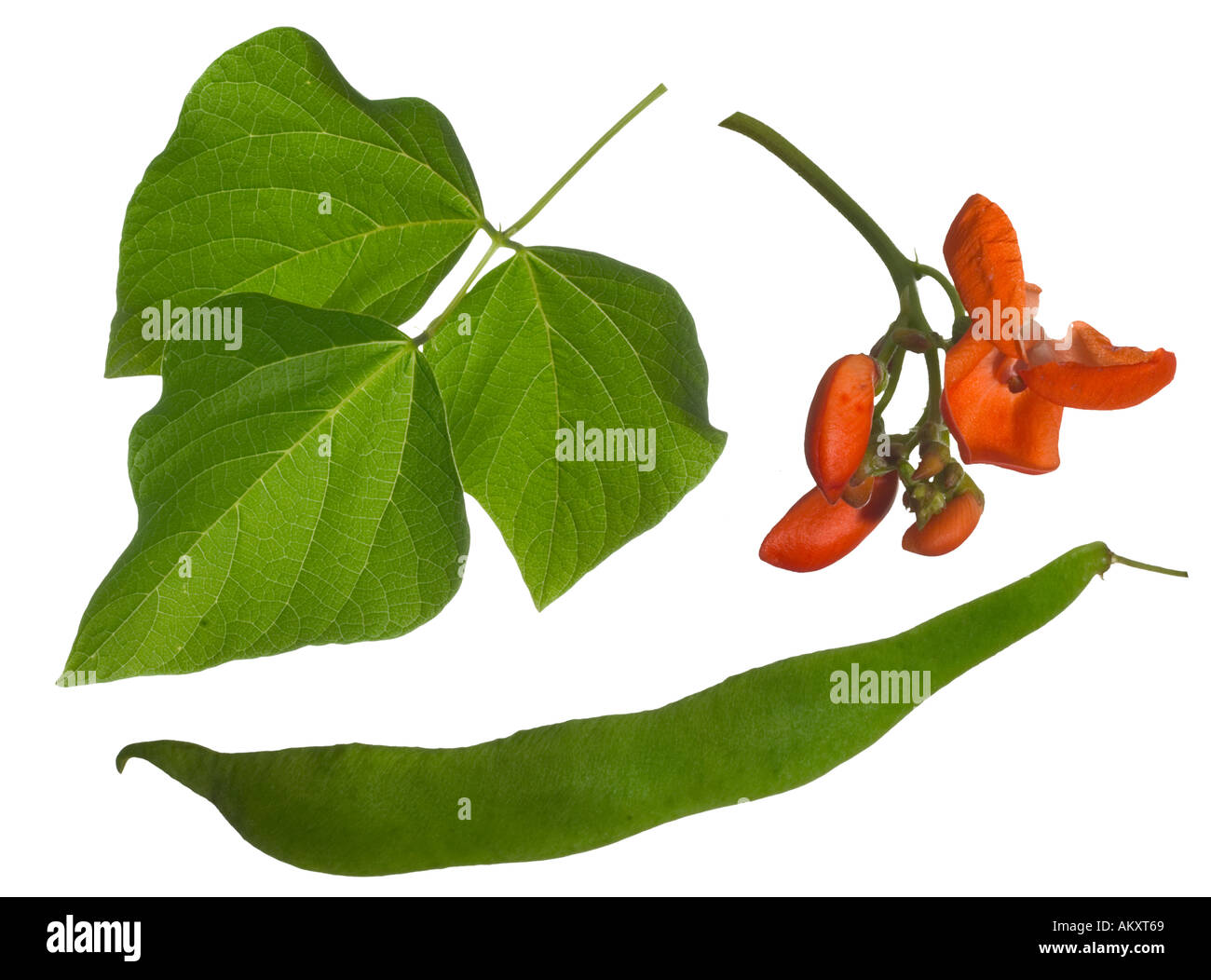 Cut outs silo cut out leaves pod hires stock photography and images