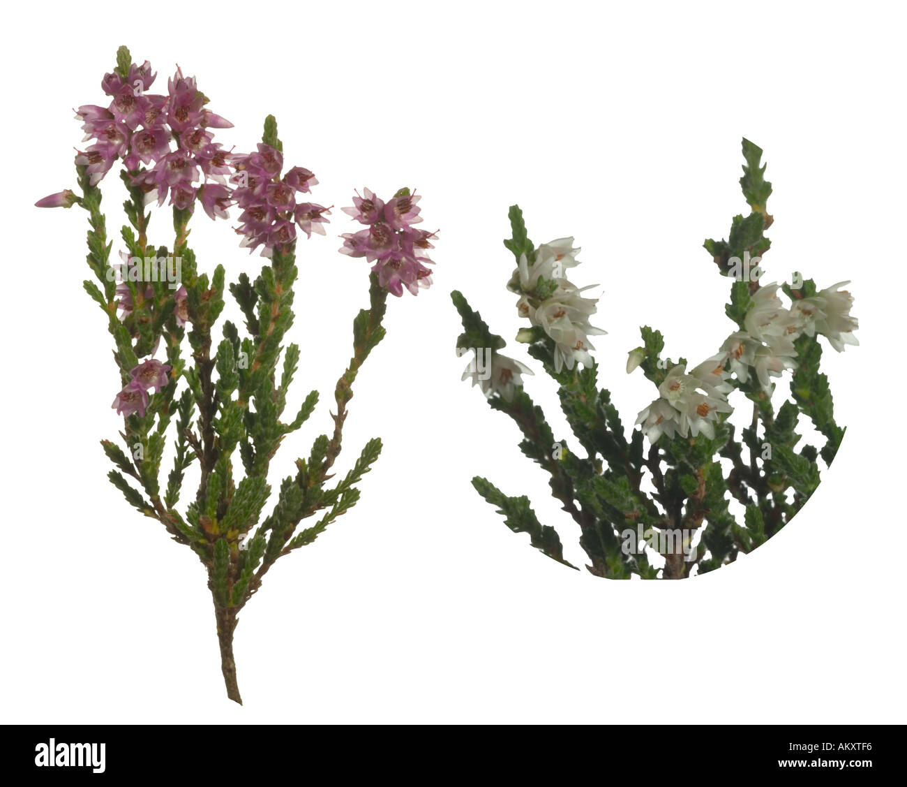 Lucky white heather hires stock photography and images Alamy