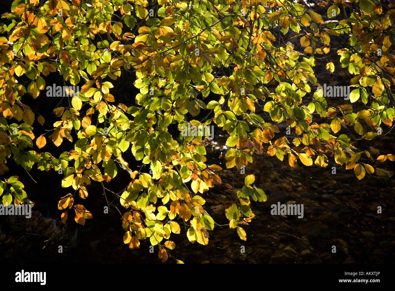 Overhanging leaves hi-res stock photography and images - Alamy