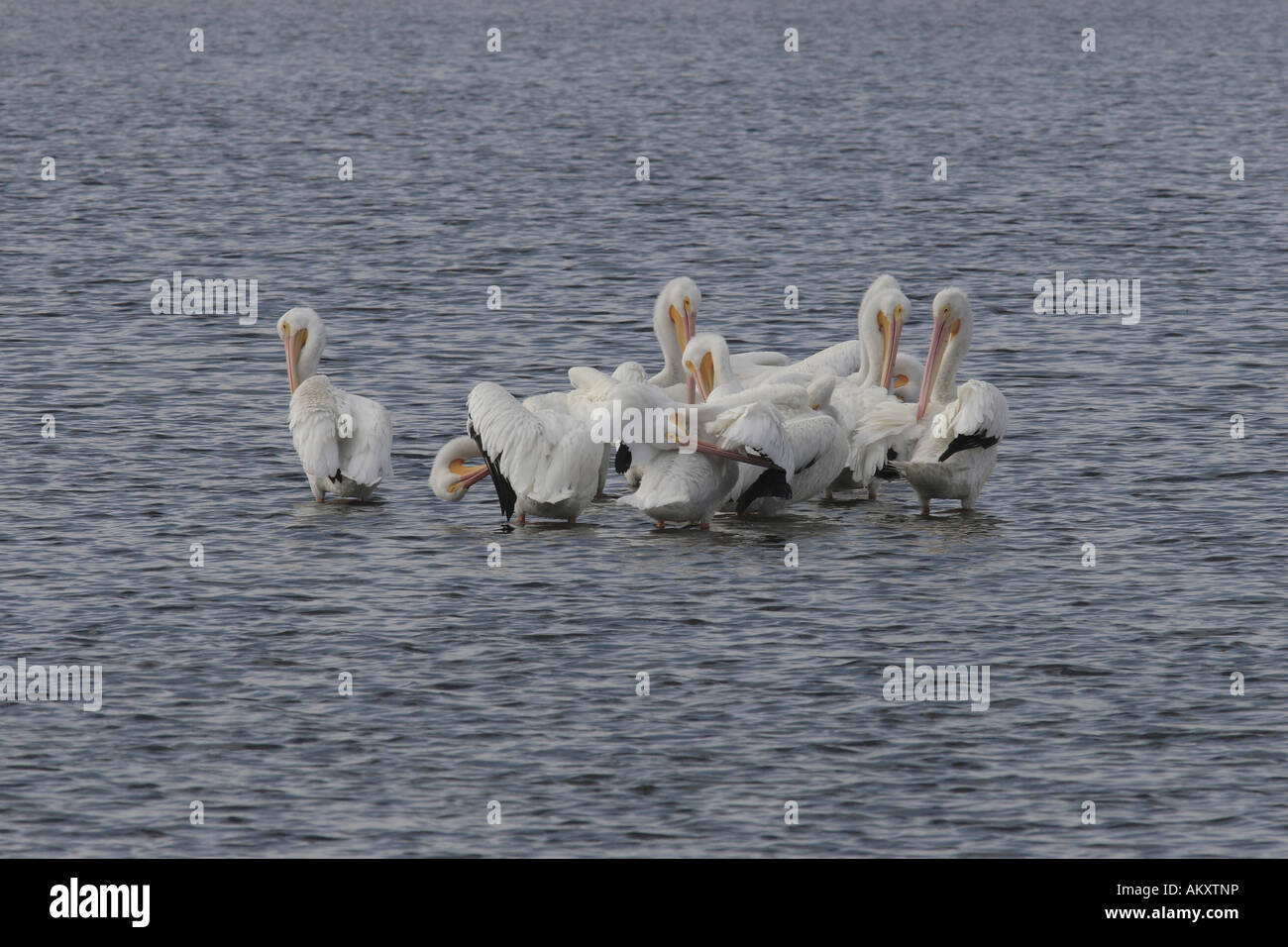 American white pelican (Pelicanus erythrorhynchos) Stock Photo