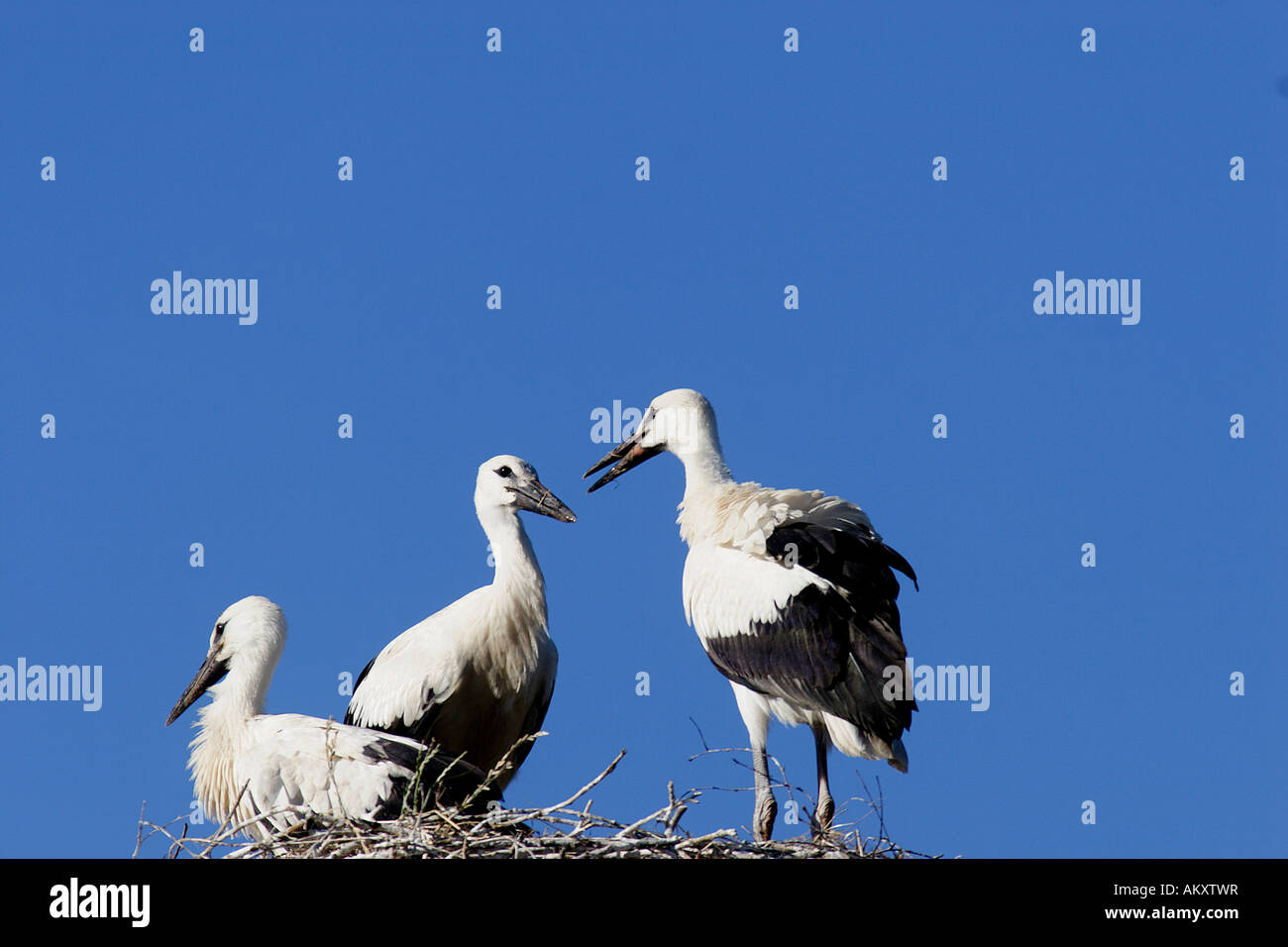 Storks, White storks (Ciconia ciconia) Stock Photo