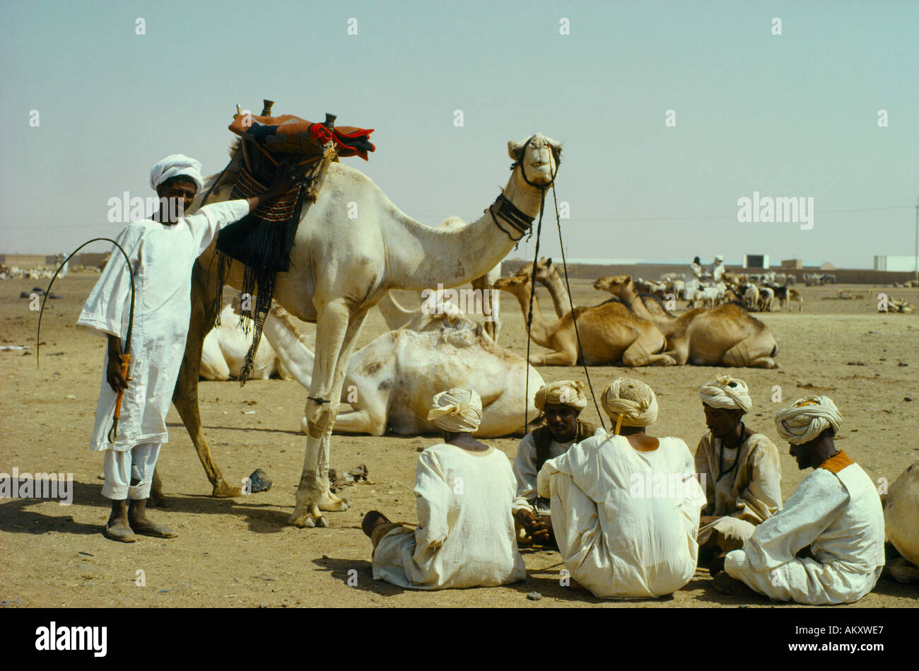 price camel