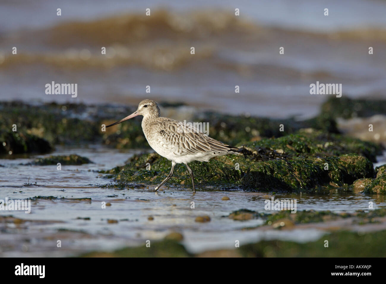 Bar Tailed Godwit on Shoreline Stock Photo