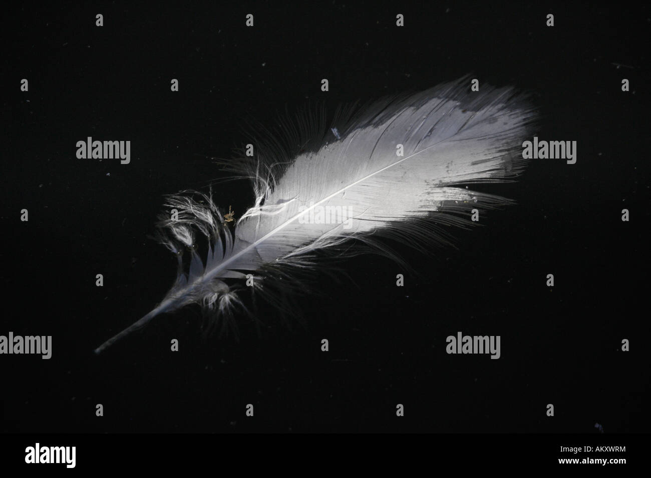 White Feather floating on water Stock Photo Alamy
