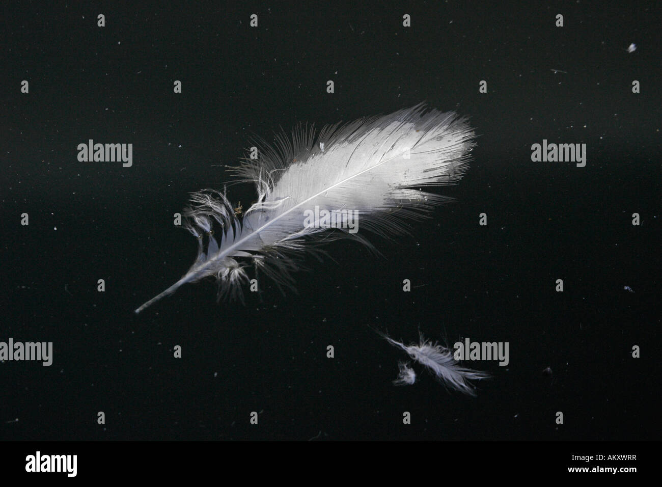 White Feather floating on water Stock Photo Alamy