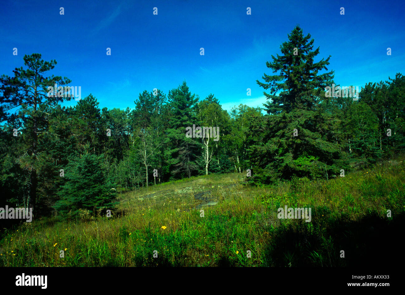 Ontario Canada Petroglyphs Provincial Park Trees Coniferous Stock Photo