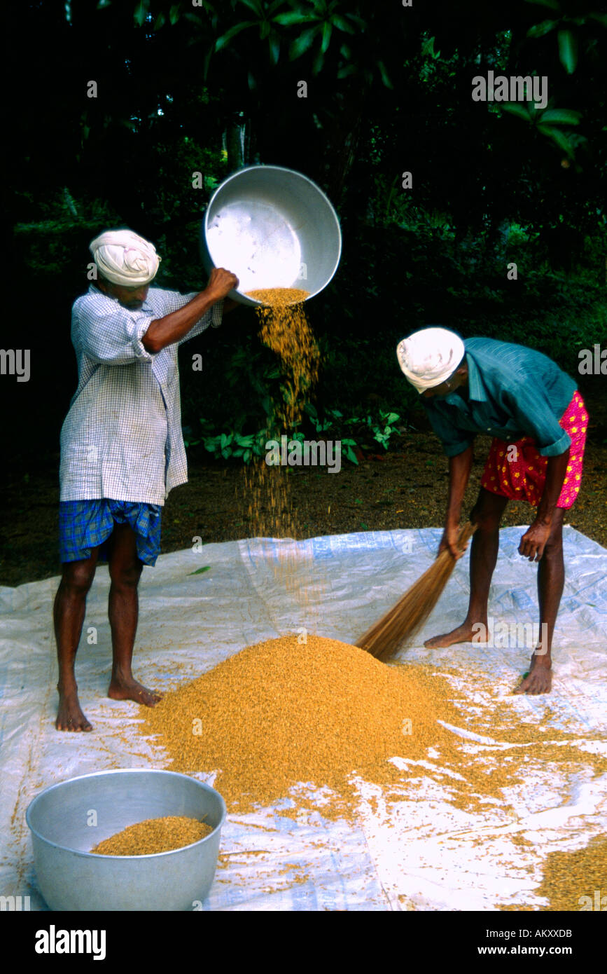 Kerala India Rice Harvest Winnowing Rice Stock Photo