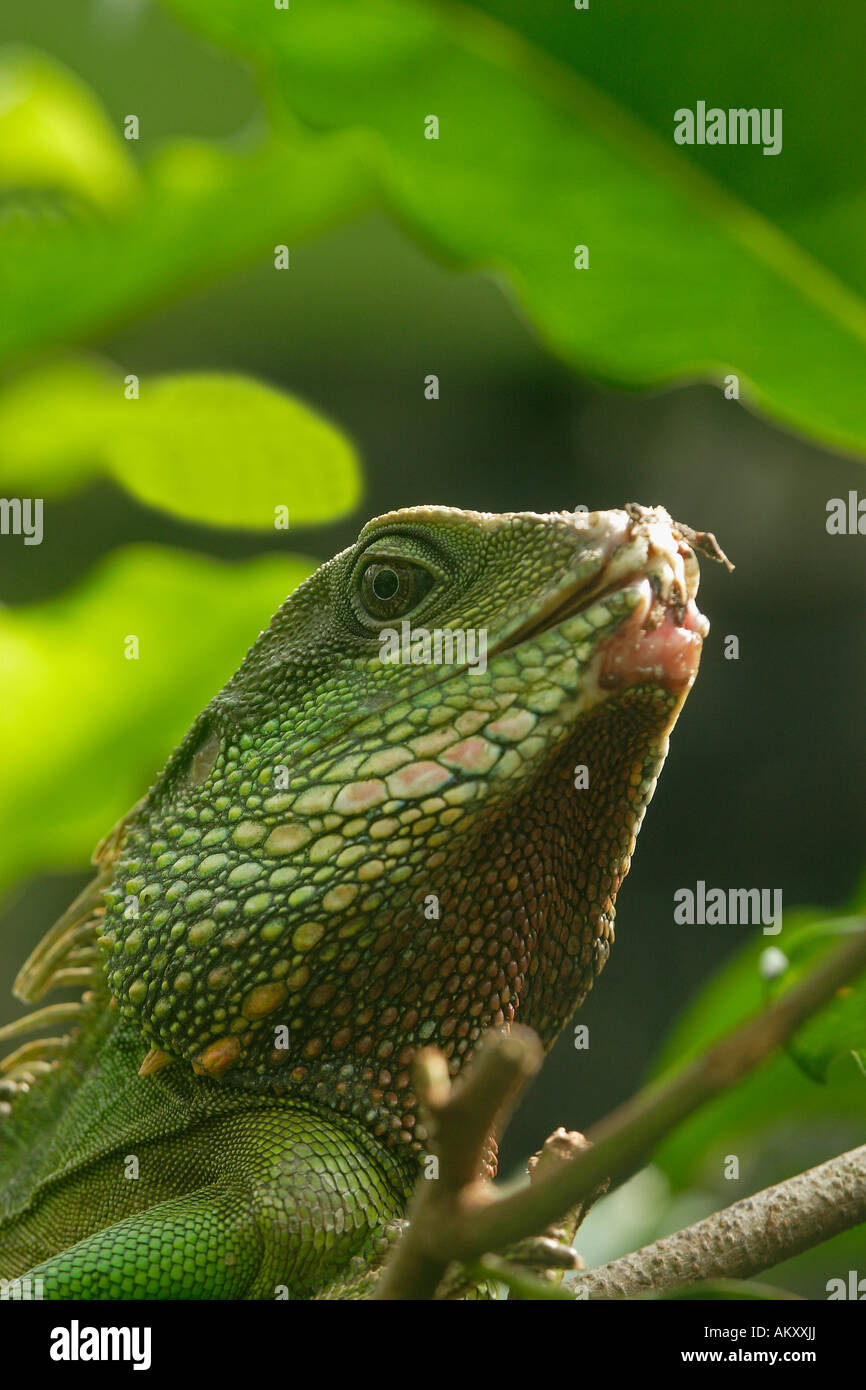 Chinese water dragon hires stock photography and images Alamy