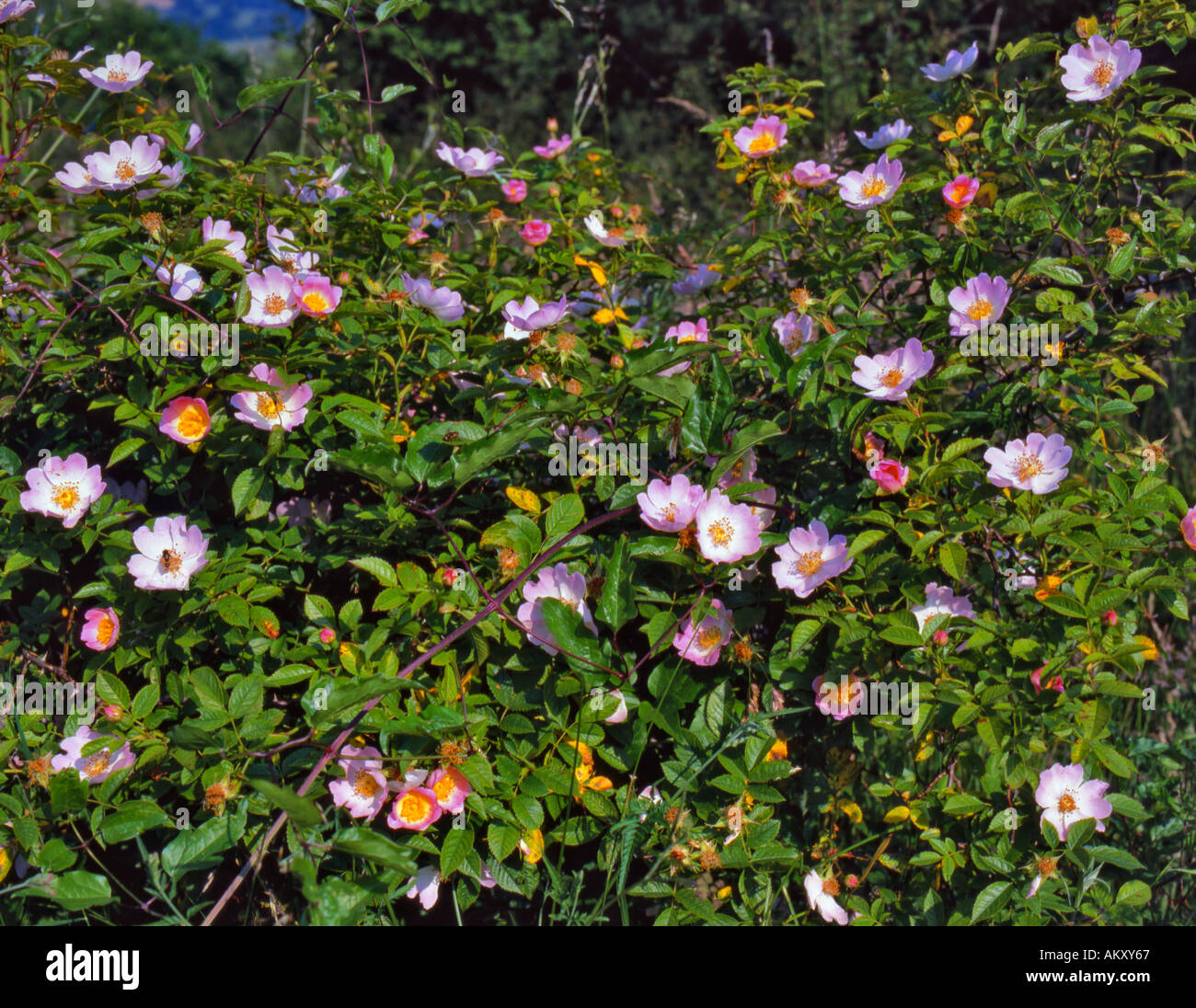 England dog rose hires stock photography and images Alamy
