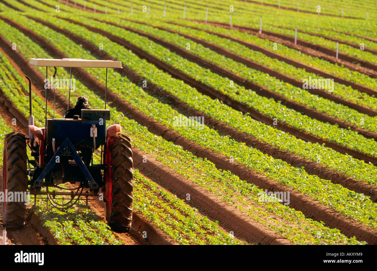 Scarifying or aerating parsnip seedlings, Australia Stock Photo