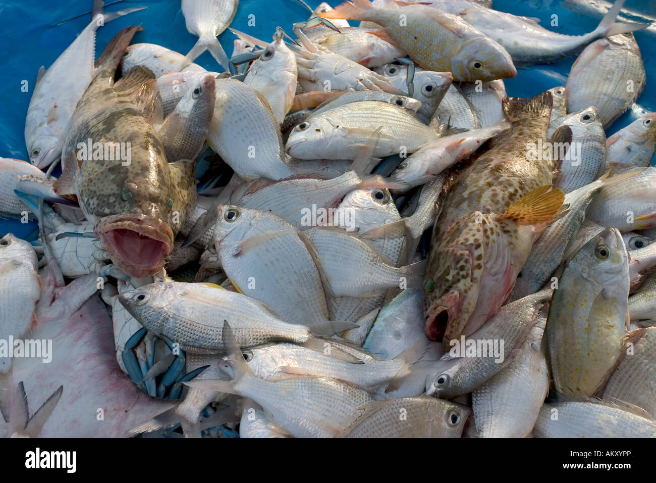 Two large hamour groupers and other fish at Doha, Qatar's Corniche fish