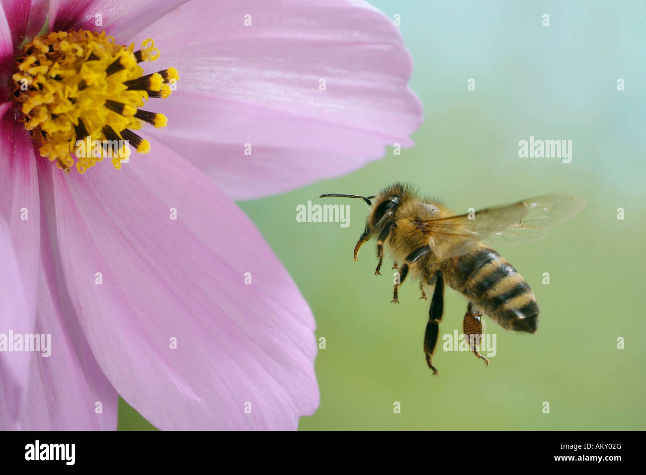 Flying western honey bee (Apis mellifera Stock Photo - Alamy