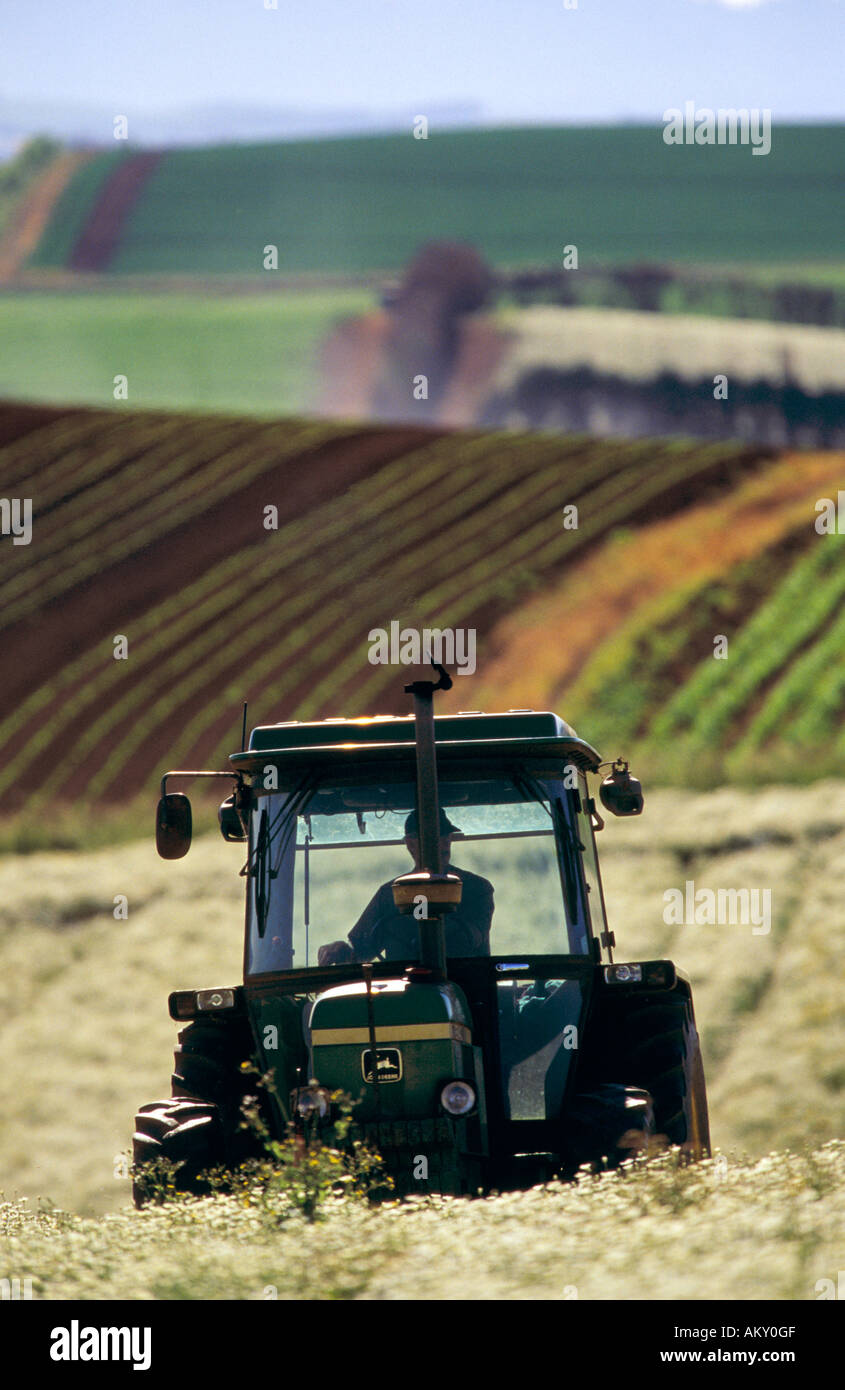 Pyrethrum cinerariaefolium hi-res stock photography and images - Alamy