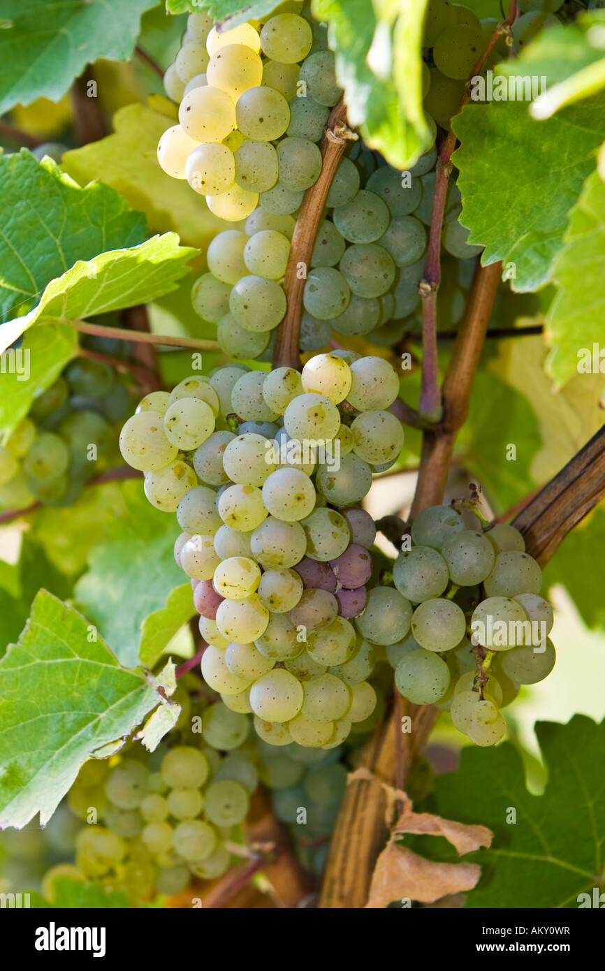 Grape-vine with grapes, Rheingau (Rhine District), Hesse, Germany Stock Photo