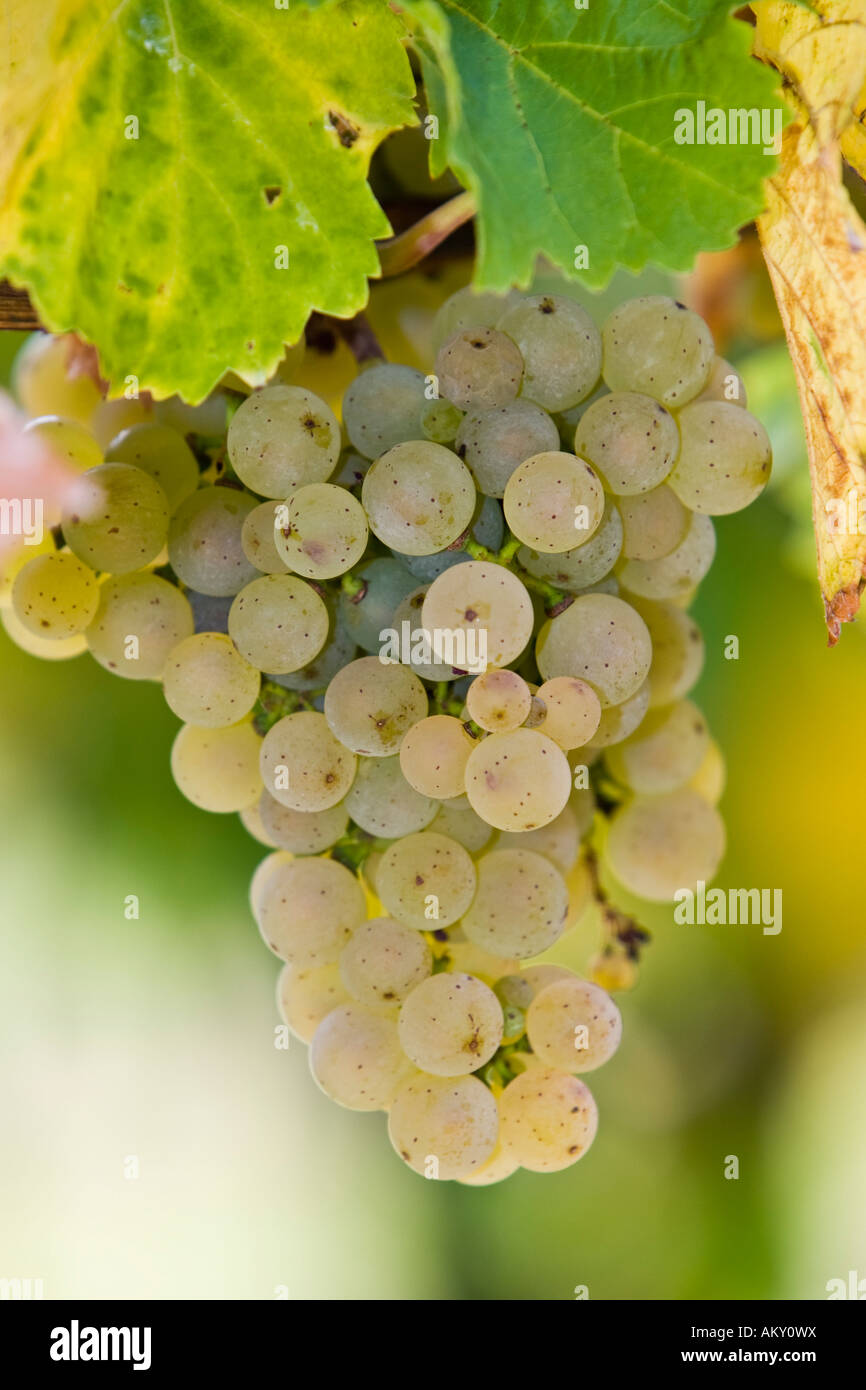 Grape-vine with grapes, Rheingau (Rhine District), Hesse, Germany Stock Photo