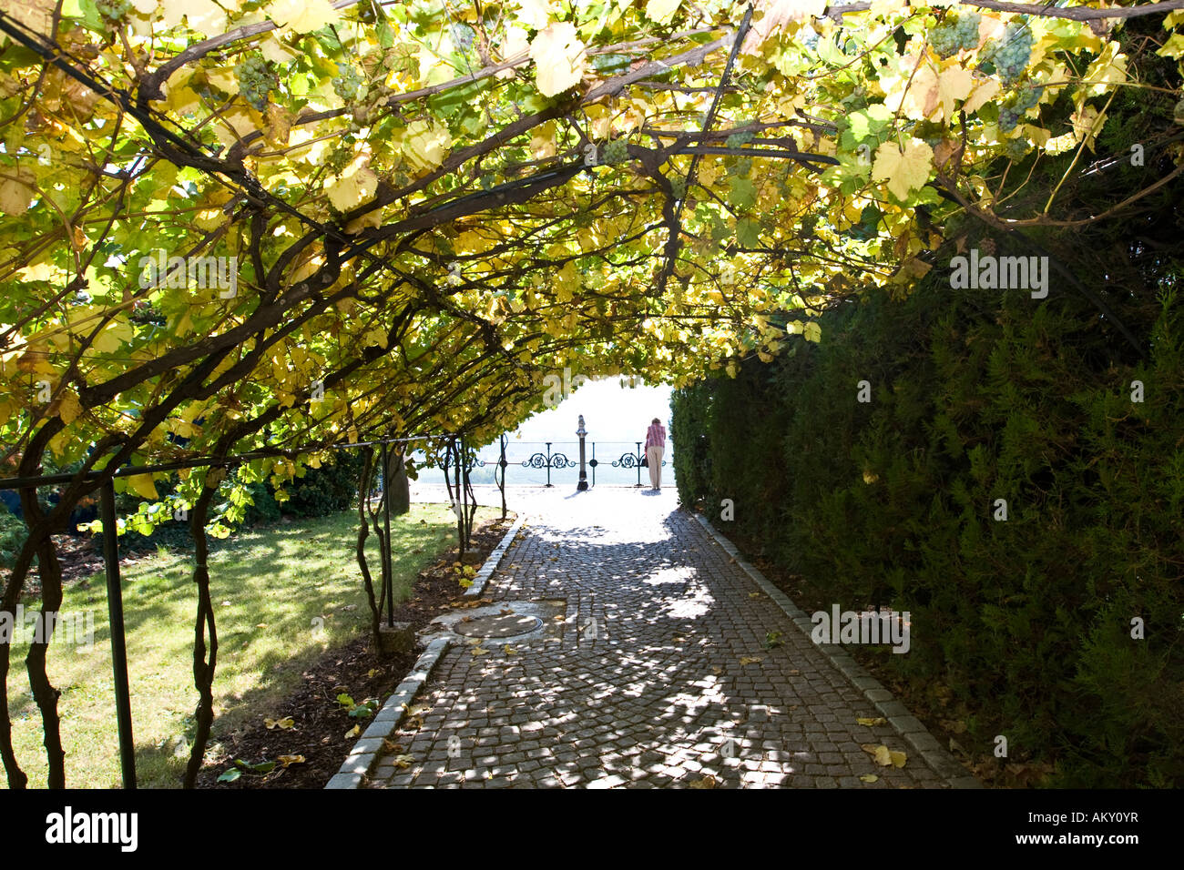 pergolas-vitis-vinifera-hi-res-stock-photography-and-images-alamy