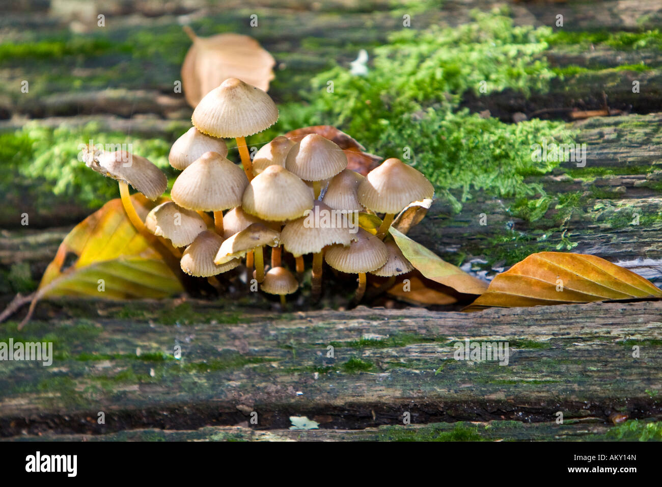 Mushrooms on moss on a moldy tree trunk Stock Photo