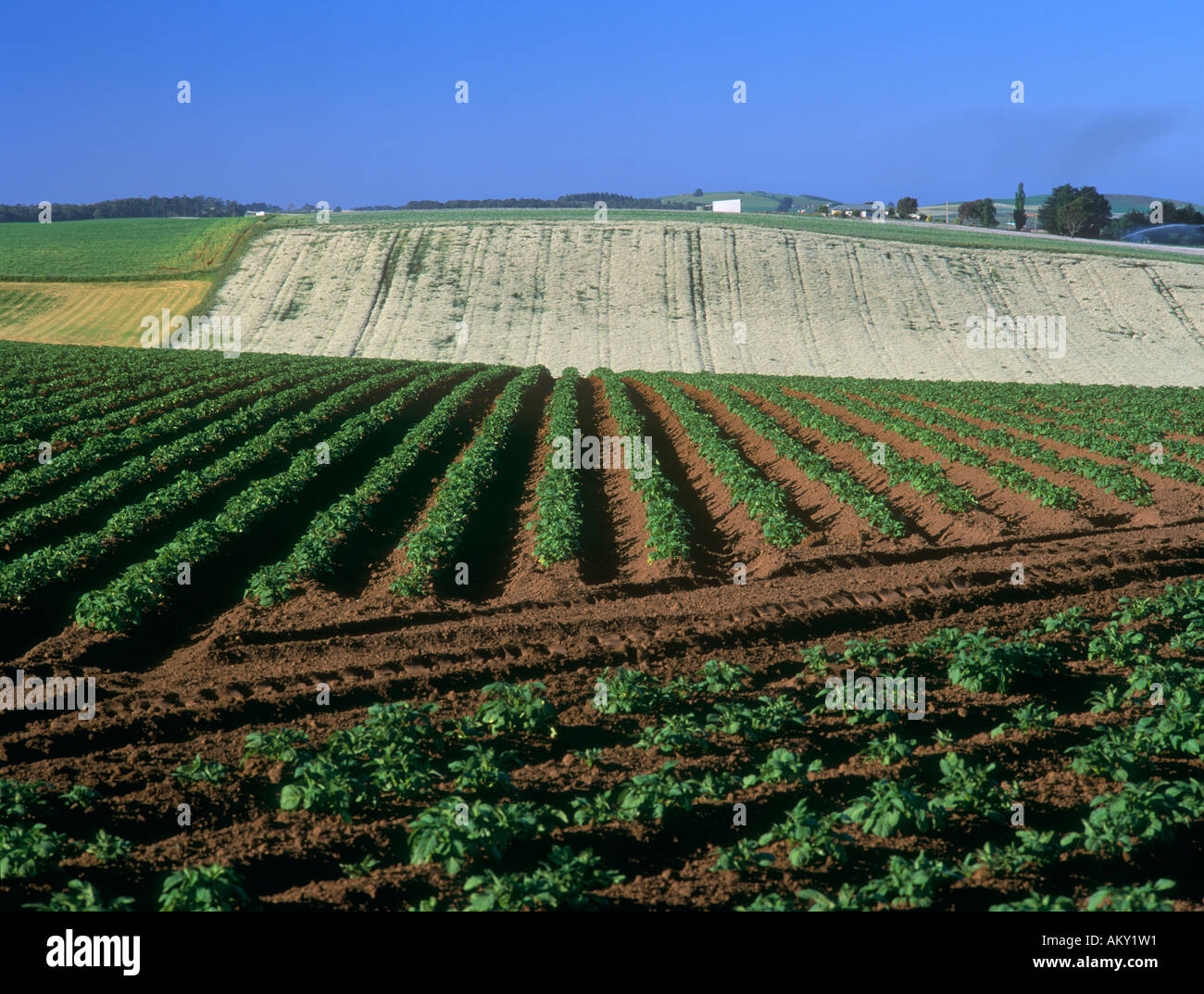 Pyrethrum cinerariaefolium hi-res stock photography and images - Alamy