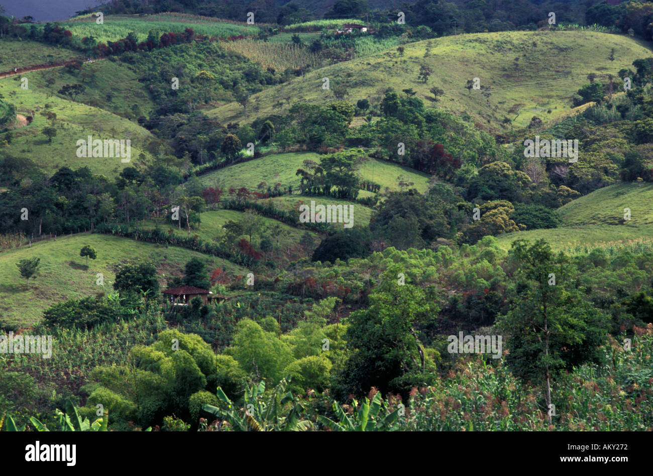 COLOMBIA Huila Coffee plantations amongst rolling landscape Stock Photo