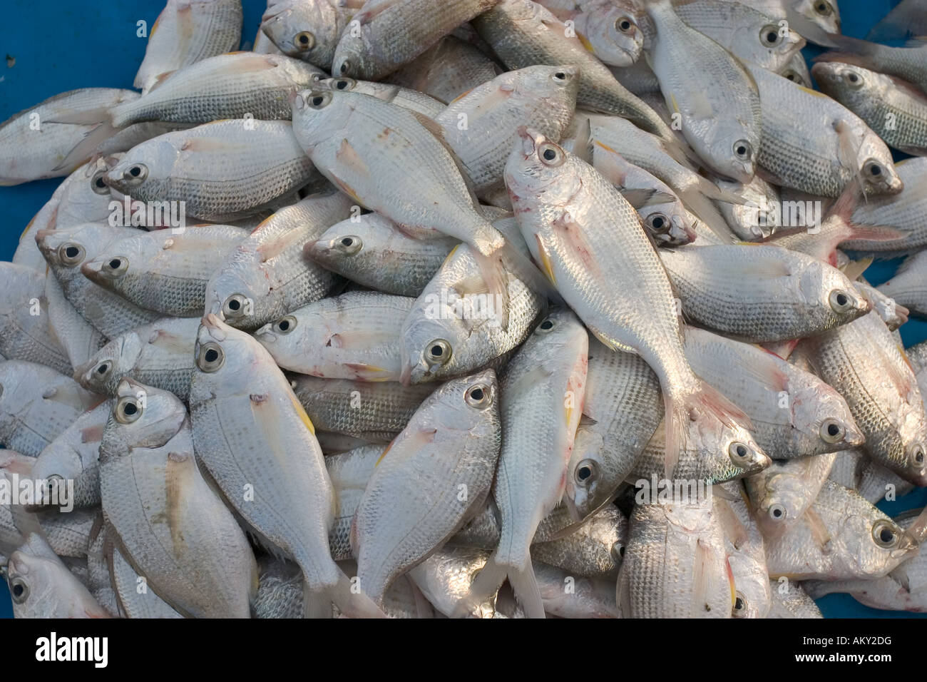 A catch of fish landed at the Corniche fish market in Doha Qatar early