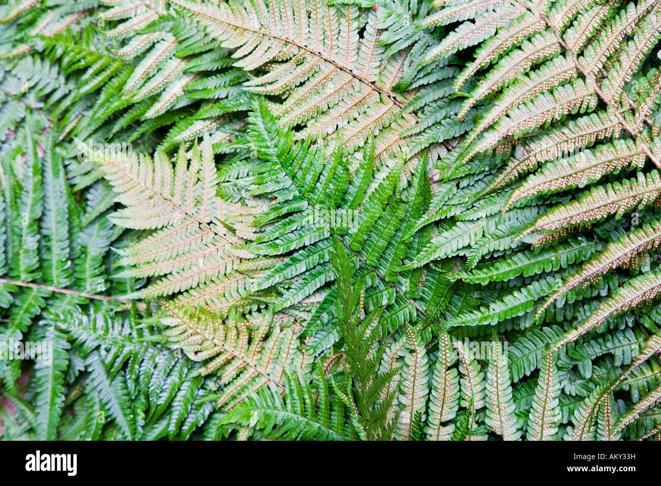 Harvested Bracken (Pteridium aquilinum) for the production of remedies Stock Photo