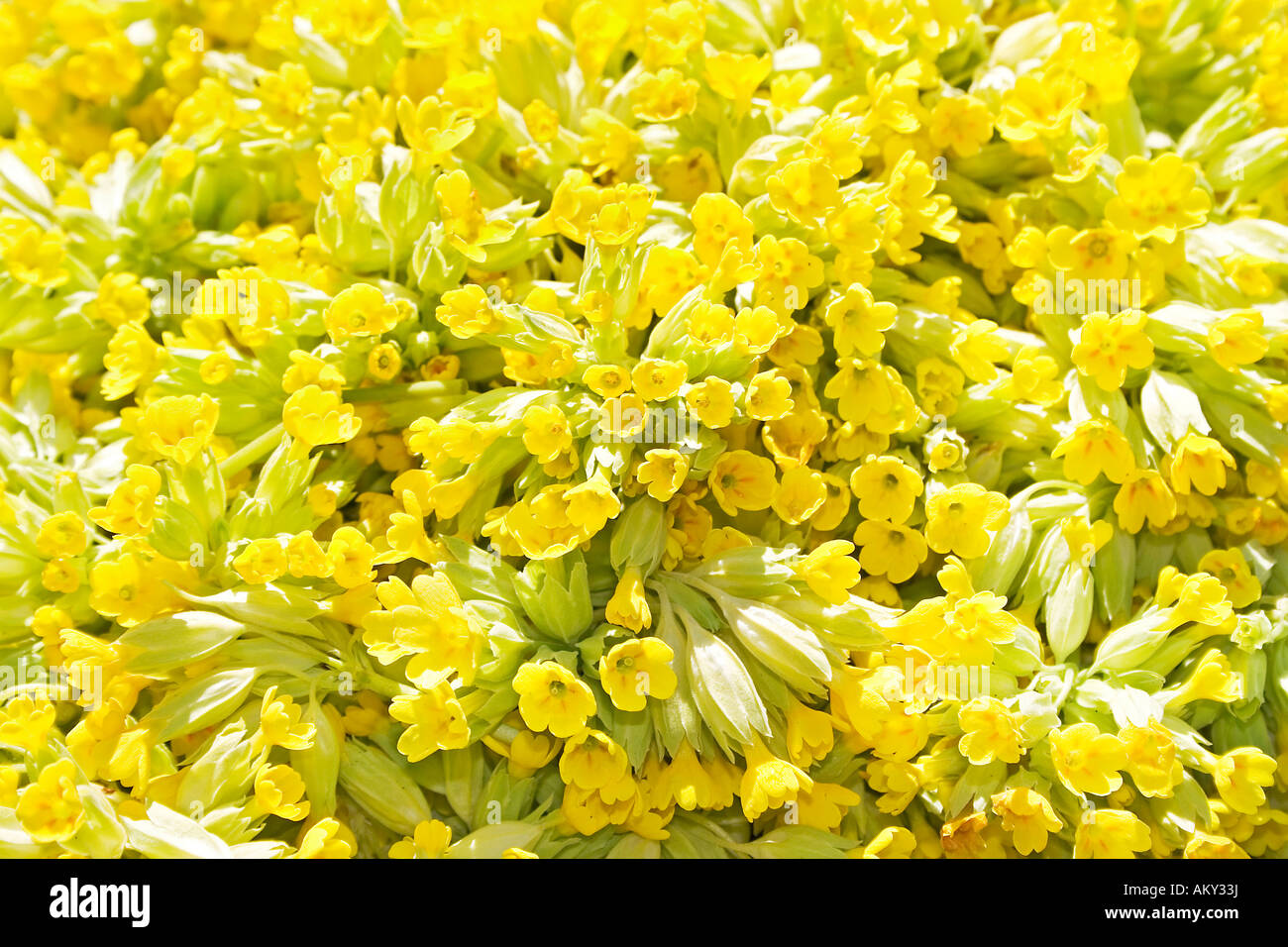 Harvested primroses (Primula officinalis) for the production of remedies Stock Photo
