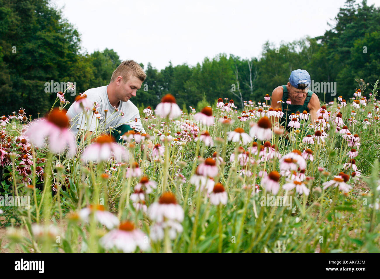 Harvesting Echinacea Angustifolia for the production of remedies, Ansbach, Bavaria, Germany Stock Photo