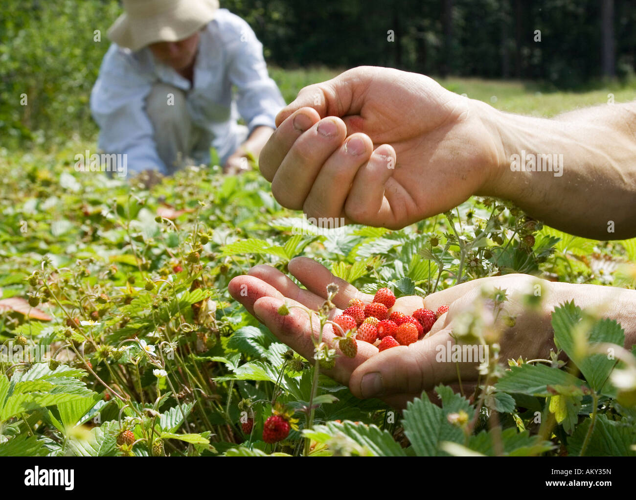Harvesting wild strawberries for the production of remedies at the Weleda Company Stock Photo
