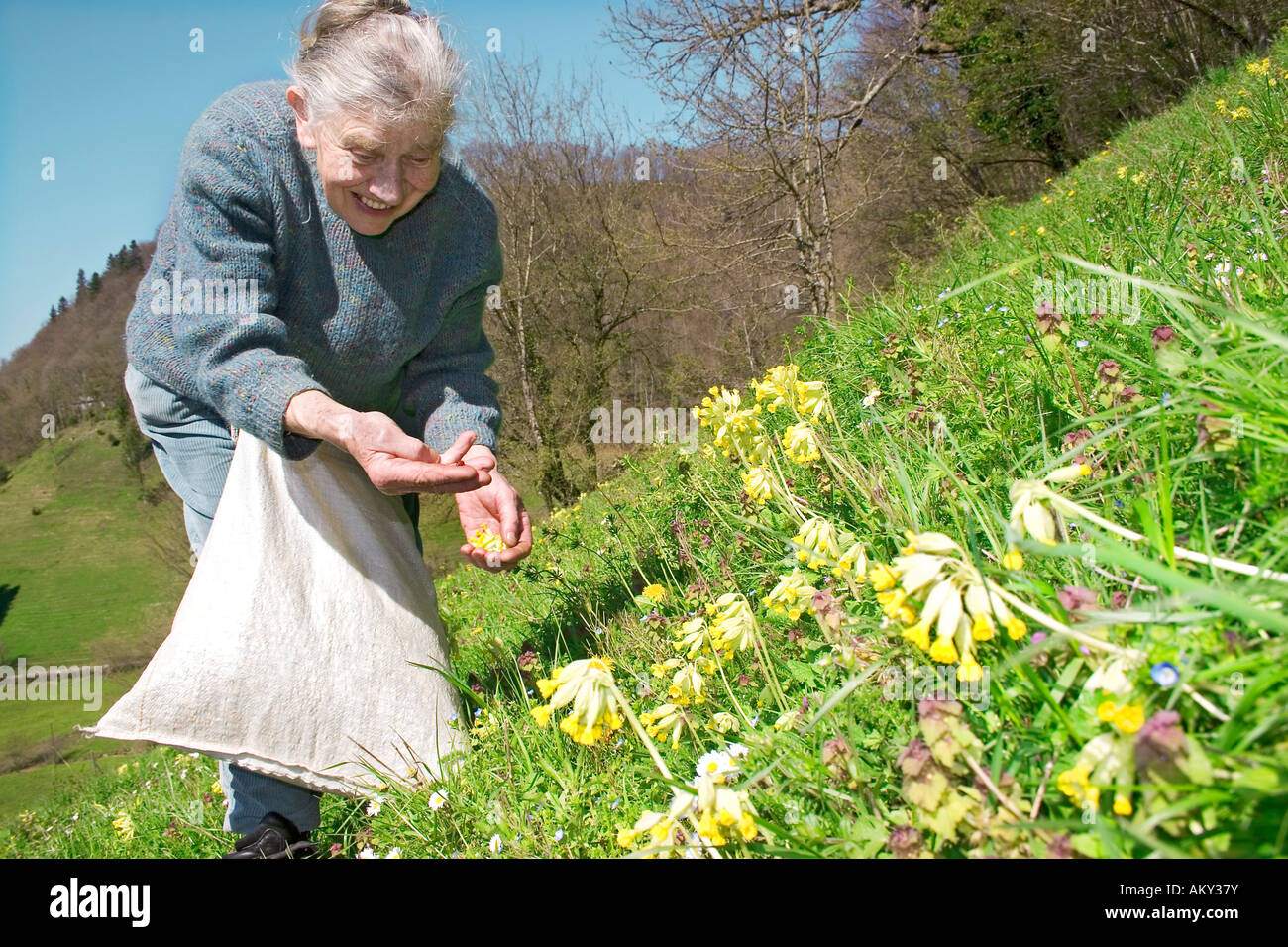Old lady collecting cowslips, primroses for natural medicinal products, Jura, Switzerland Stock Photo