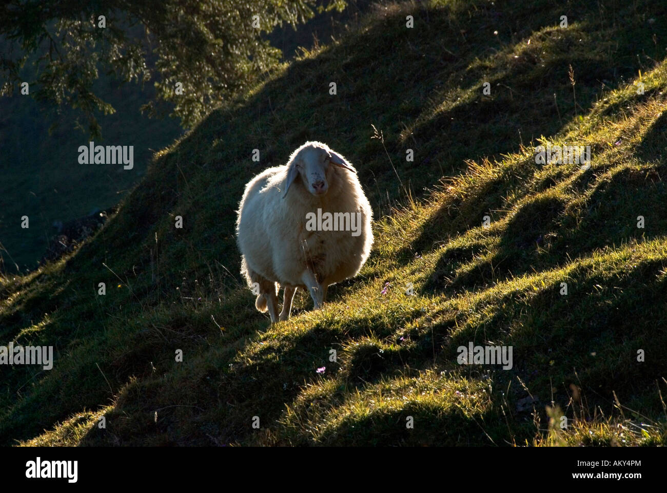 Sheep in pasture Stock Photo