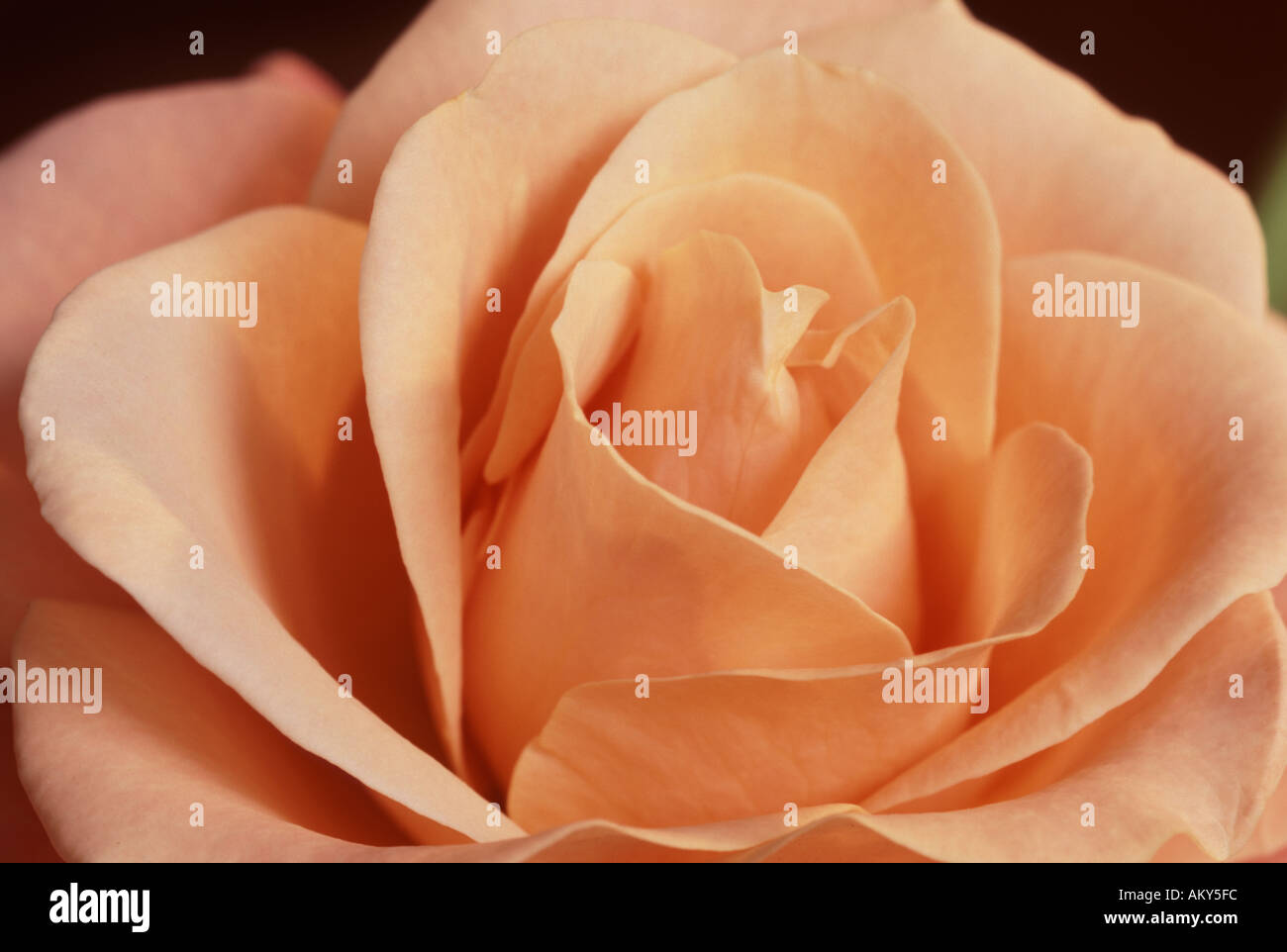 Pastel pink rose close up Stock Photo Alamy