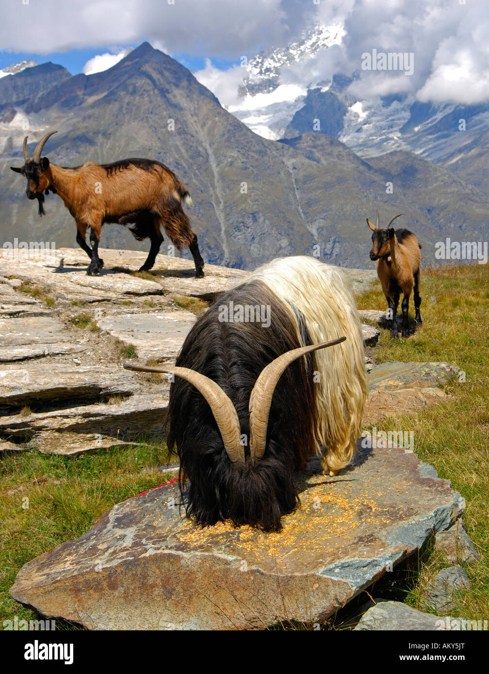 He-goat Stock Photo