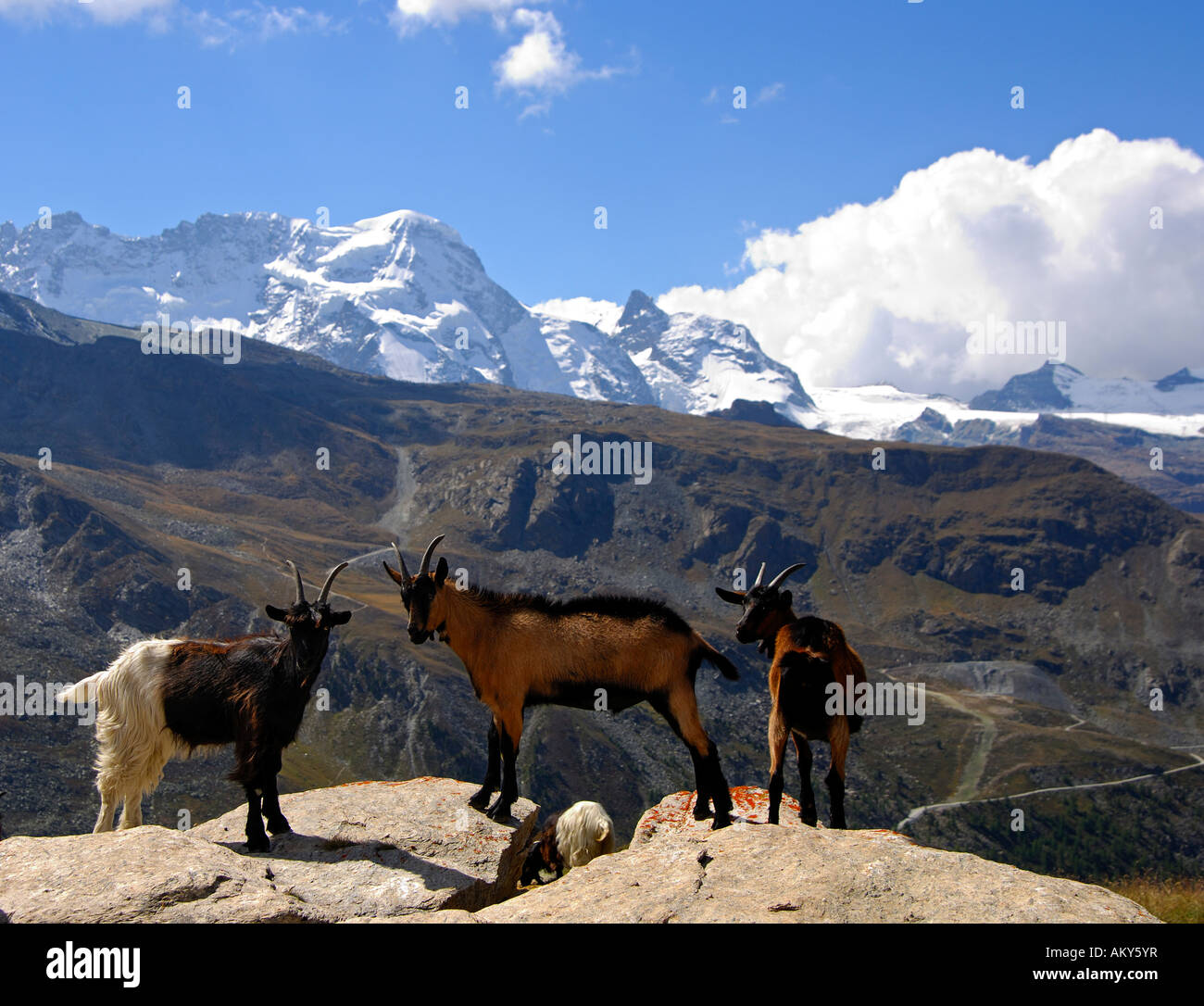 Valaisian goats in front of peak Breithorn, Zermatt, Valais, Switzerland Stock Photo