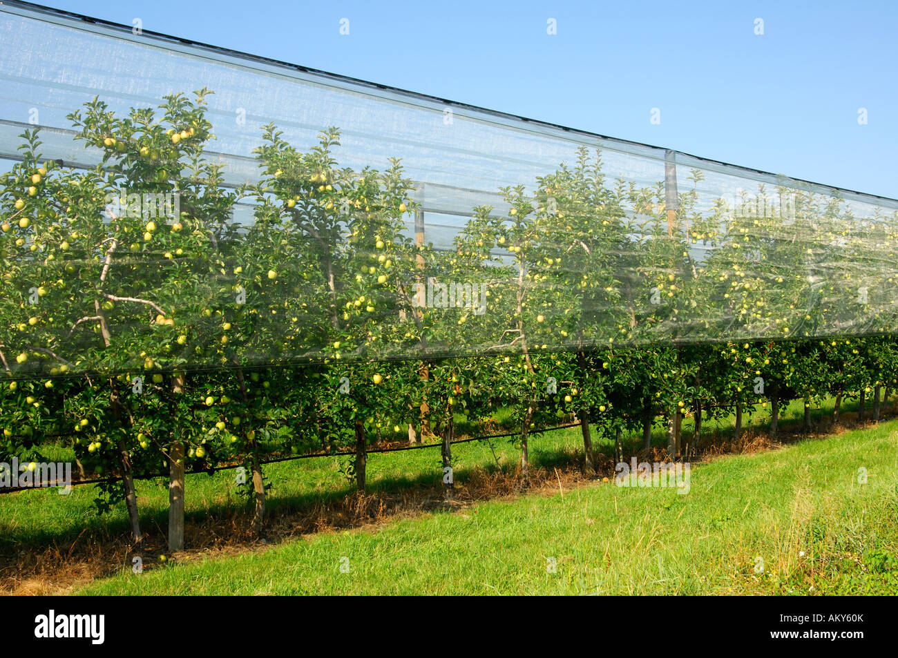 Apple tree plantation under hail protection Stock Photo - Alamy