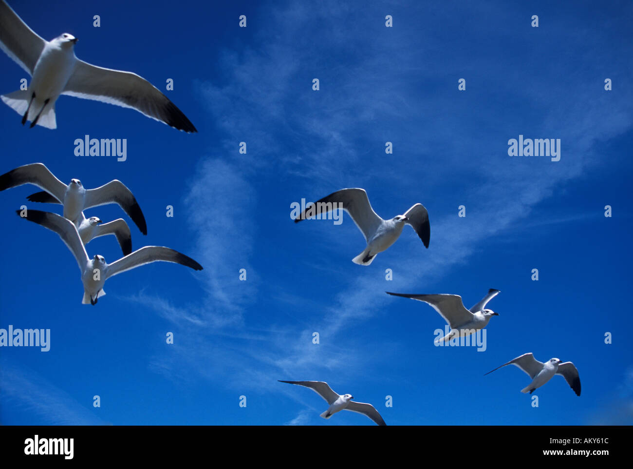 Gulf coast bird hi-res stock photography and images - Alamy