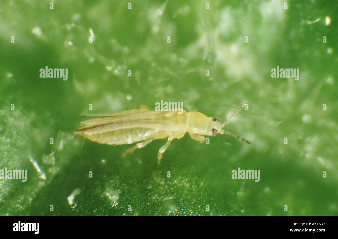 Onion thrips hires stock photography and images Alamy
