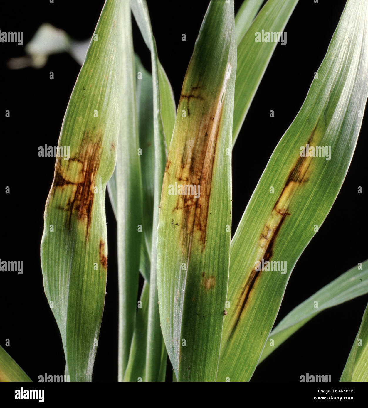 Net Blotch Pyrenophora teres on seedling barley plant  An Important disease of young crops causing net like necrotic lesion Stock Photo