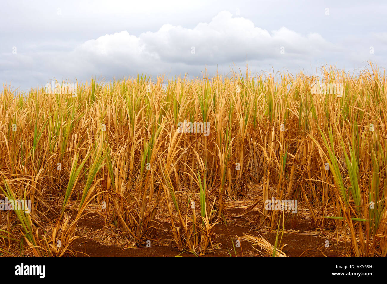 Ripe sugar cane before the cut, Mauritius Stock Photo