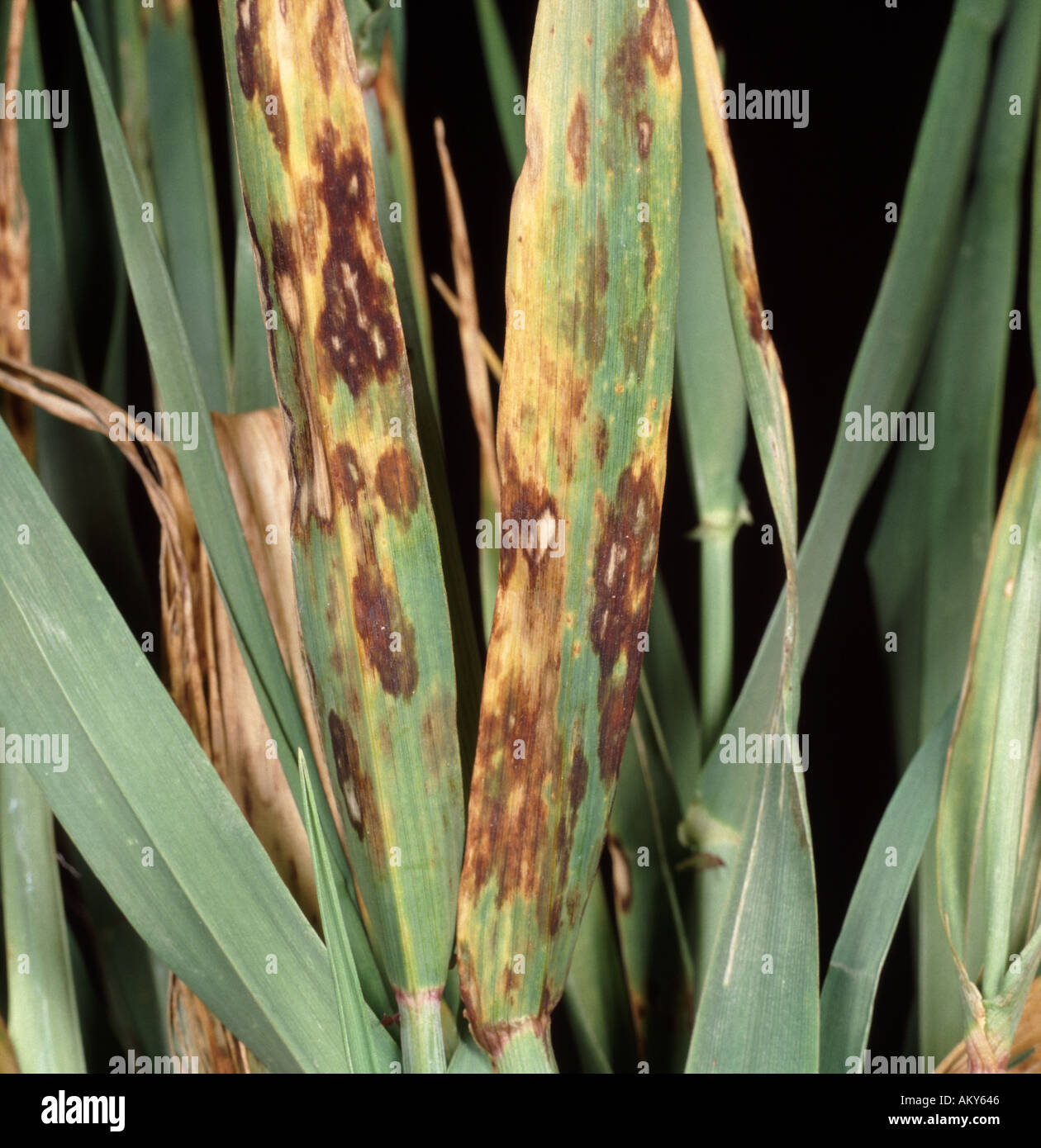 Close up of Leaf blotch Rhynchosporium secalis leaves on middle leaves of a maturing barley plant Stock Photo