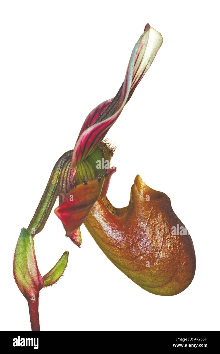 Ladyslipper hybrid, orchid of the genus Paphiopedilum Stock Photo