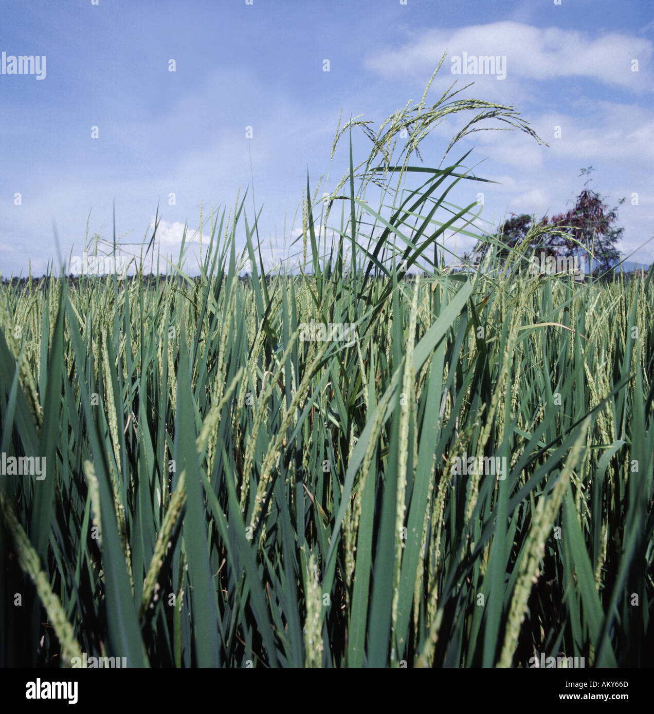 Volunteer long stalked rice variety in crop of Dwarf hybrid rice weed Oryza sativa Stock Photo