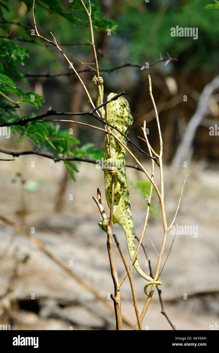Flap-neck Chameleon, Chamaeleo Dilepsis, climbing in the branches of an African Acacia tree, Botswana Stock Photo