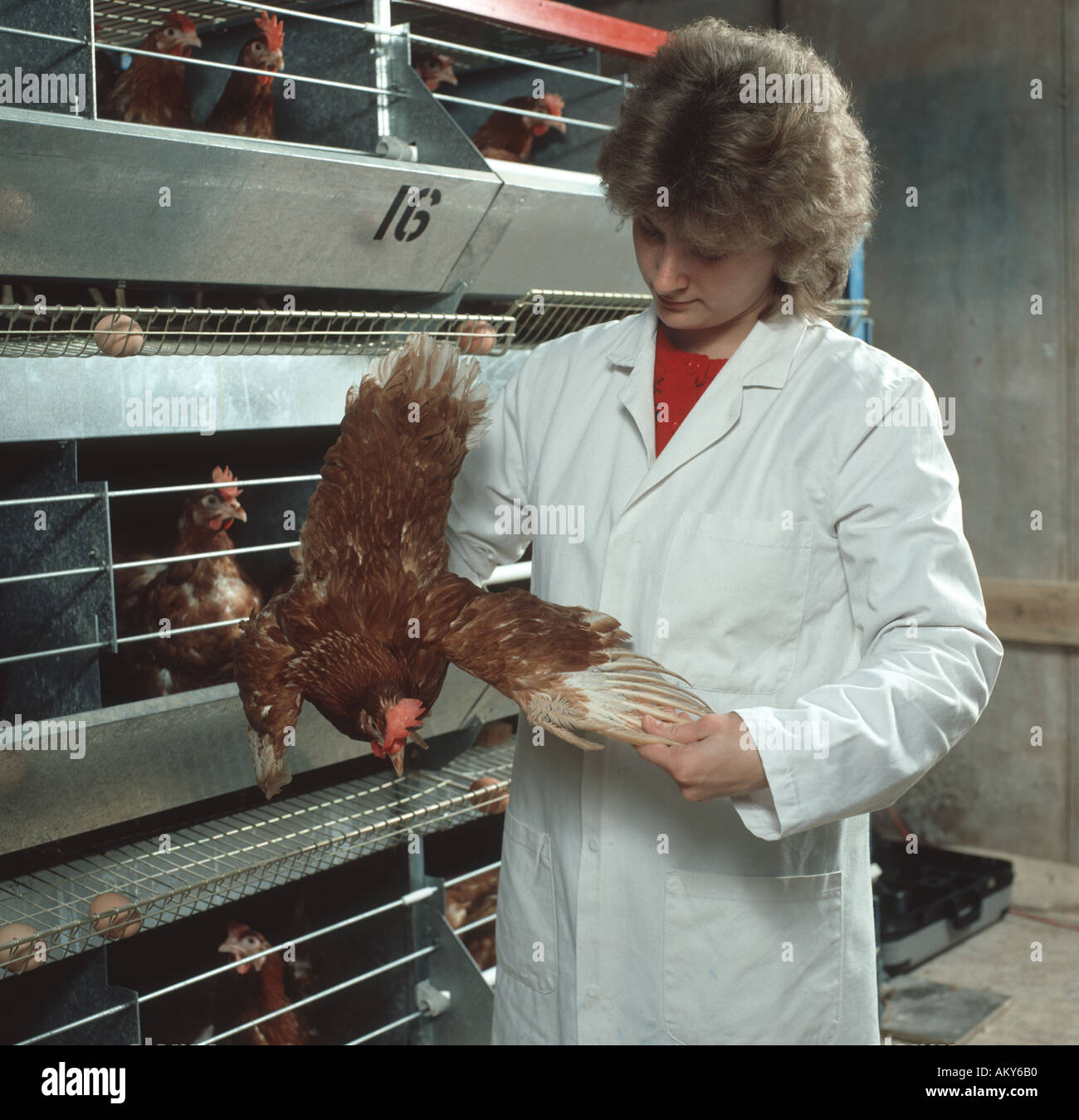 Livestock research worker examining battery chicken for signs of damage or ill health Stock Photo